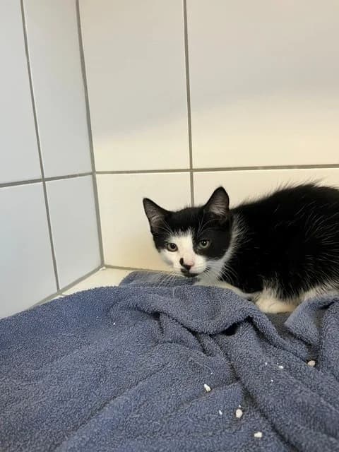 Winnetou, European Shorthair for adoption at Tierheim Geldern, Geldern