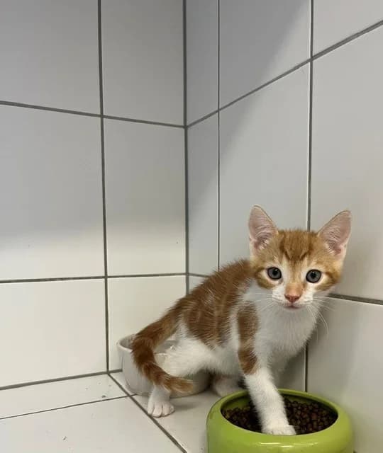 Wallaby, male European Shorthair for adoption at Tierheim Geldern, Geldern