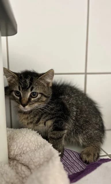 Tick, male European Shorthair for adoption at Tierheim Geldern, Geldern