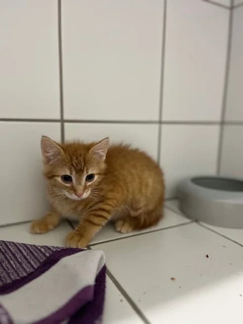 Trick, male European Shorthair for adoption at Tierheim Geldern, Geldern