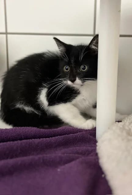 Track, male European Shorthair for adoption at Tierheim Geldern, Geldern