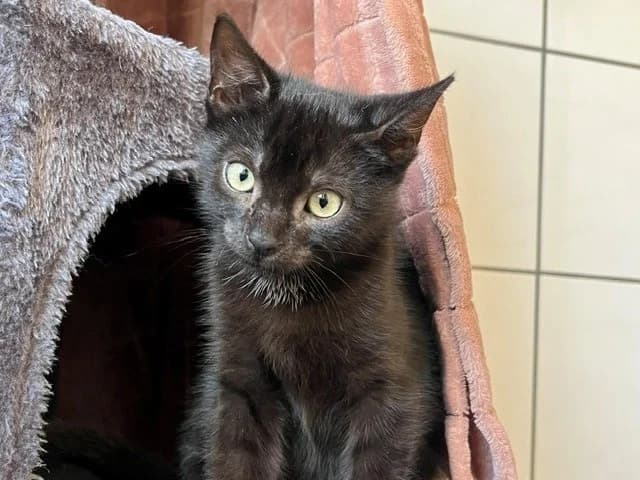 Hook, Hansi, Hobbit, male European Shorthair for adoption at Tierheim Geldern, Geldern