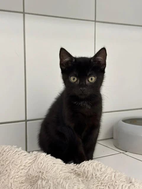 Hermine, female European Shorthair for adoption at Tierheim Geldern, Geldern