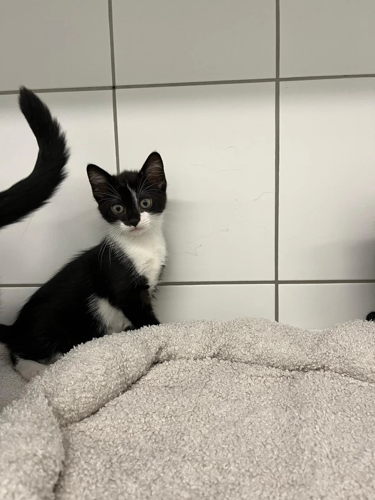 Nina (vorgemerkt), female European Shorthair for adoption at Tierheim Geldern, Geldern