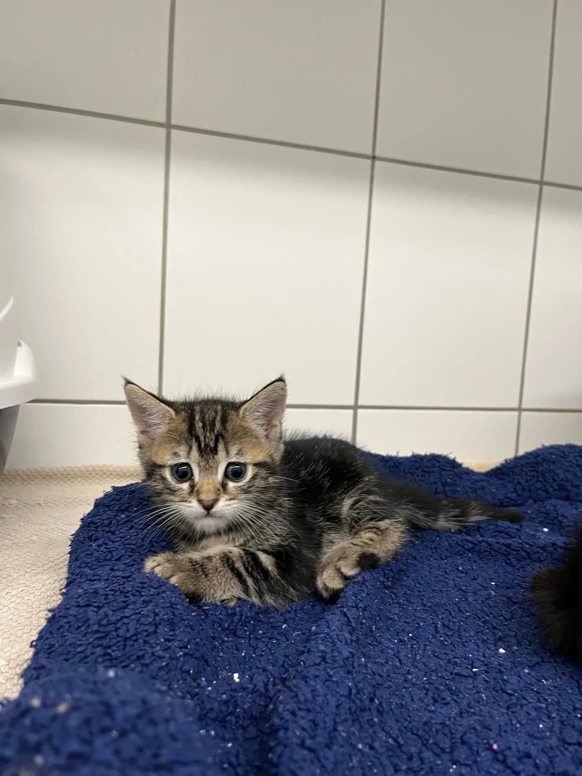 Trude (vorgemerkt), female European Shorthair for adoption at Tierheim Geldern, Geldern