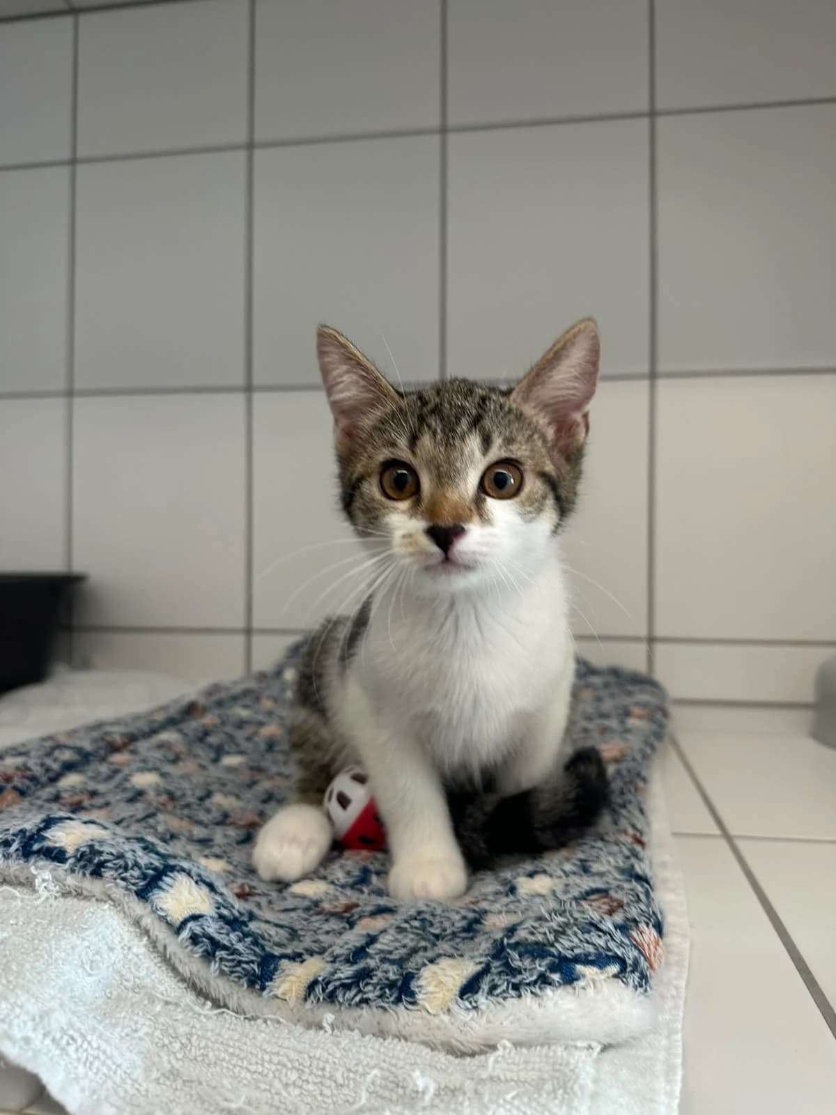 Bounty (vorgemerkt), female European Shorthair for adoption at Tierheim Geldern, Geldern