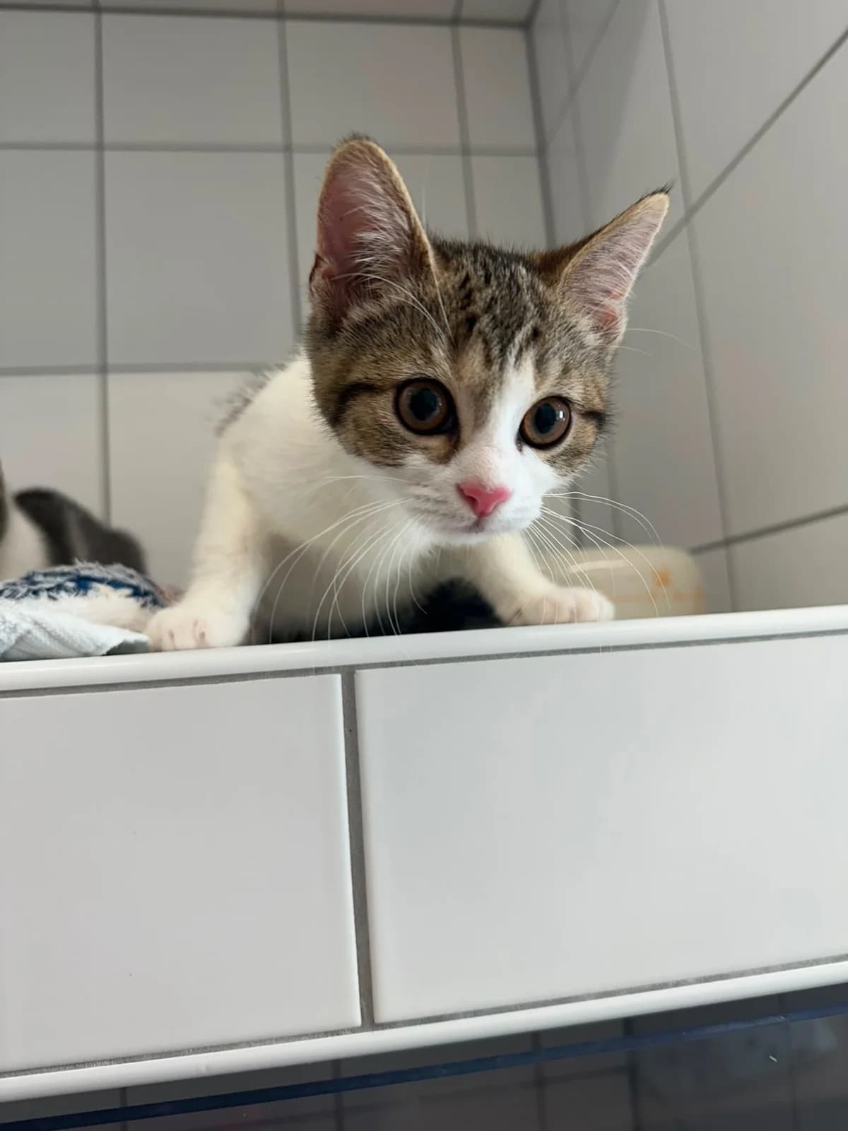 Reeses (vorgemerkt), female European Shorthair for adoption at Tierheim Geldern, Geldern