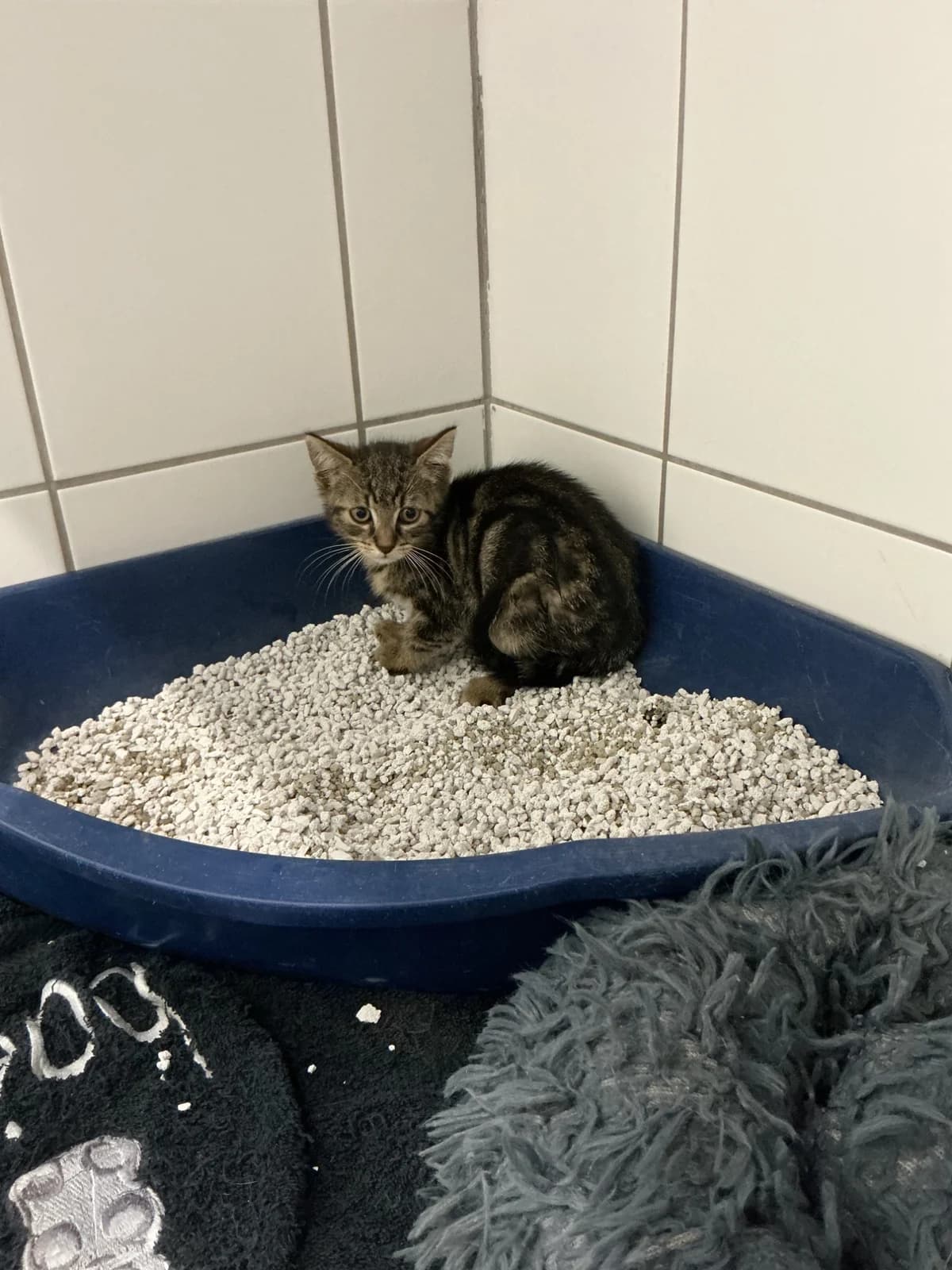Robby, male European Shorthair for adoption at Tierheim Geldern, Geldern