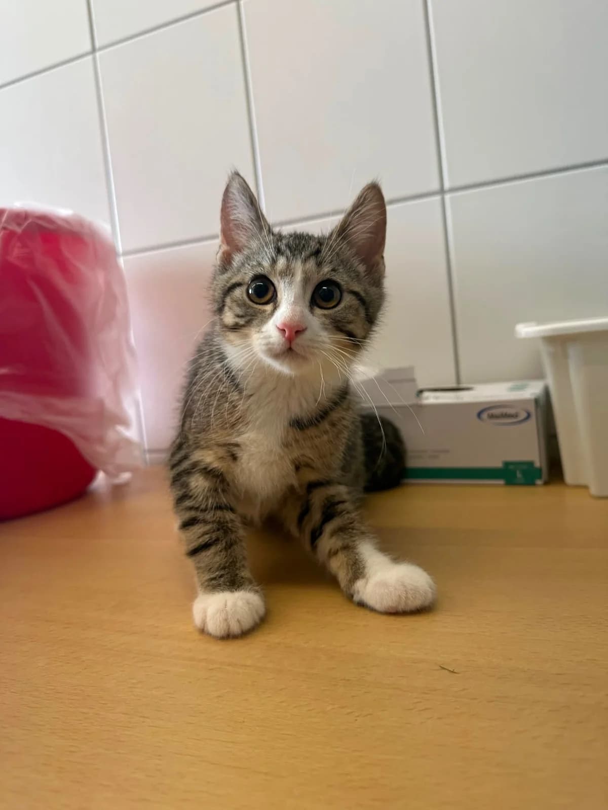 Knoppers, male European Shorthair for adoption at Tierheim Geldern, Geldern