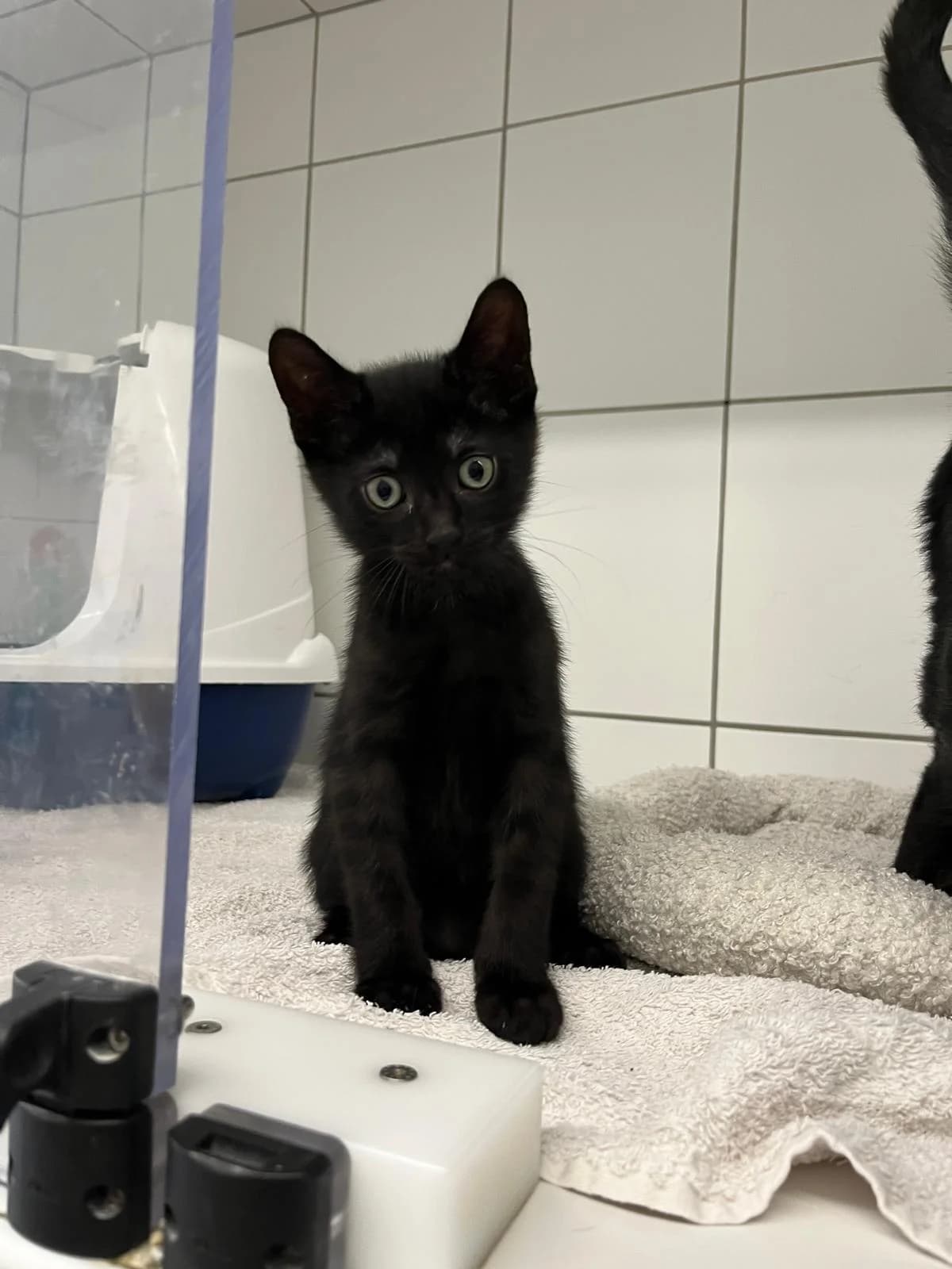 Charly, male European Shorthair for adoption at Tierheim Geldern, Geldern