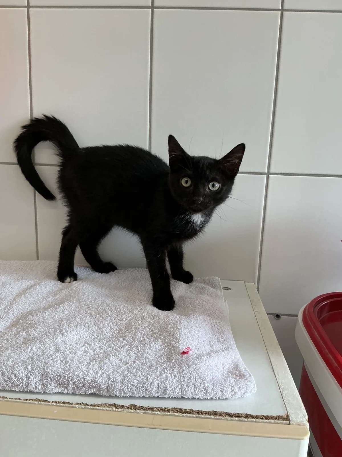 Fred, male European Shorthair for adoption at Tierheim Geldern, Geldern
