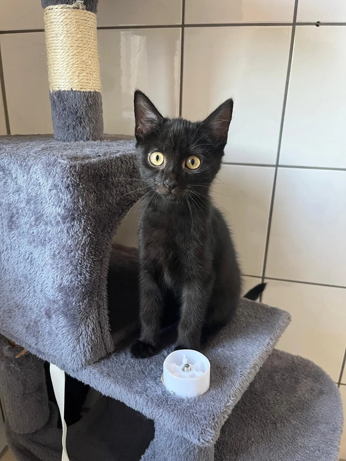 Hansi, male European Shorthair for adoption at Tierheim Geldern, Geldern