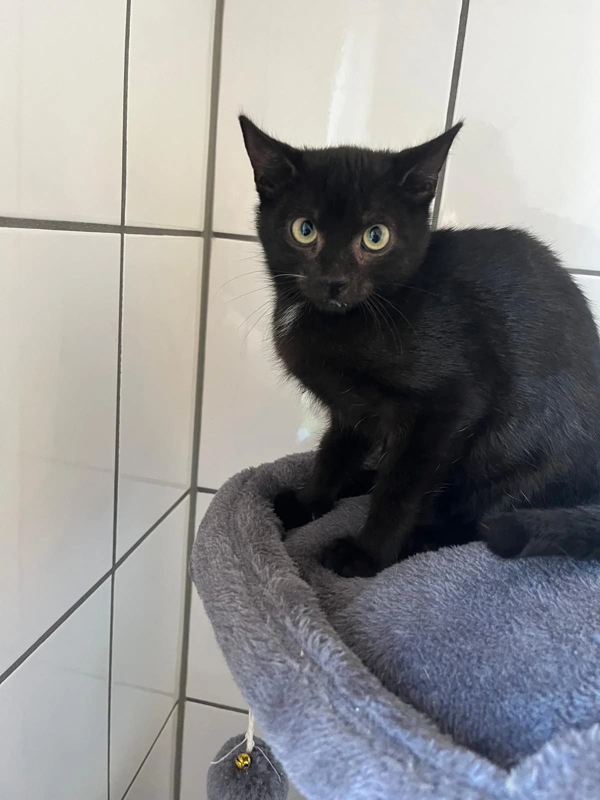 Hook, male European Shorthair for adoption at Tierheim Geldern, Geldern