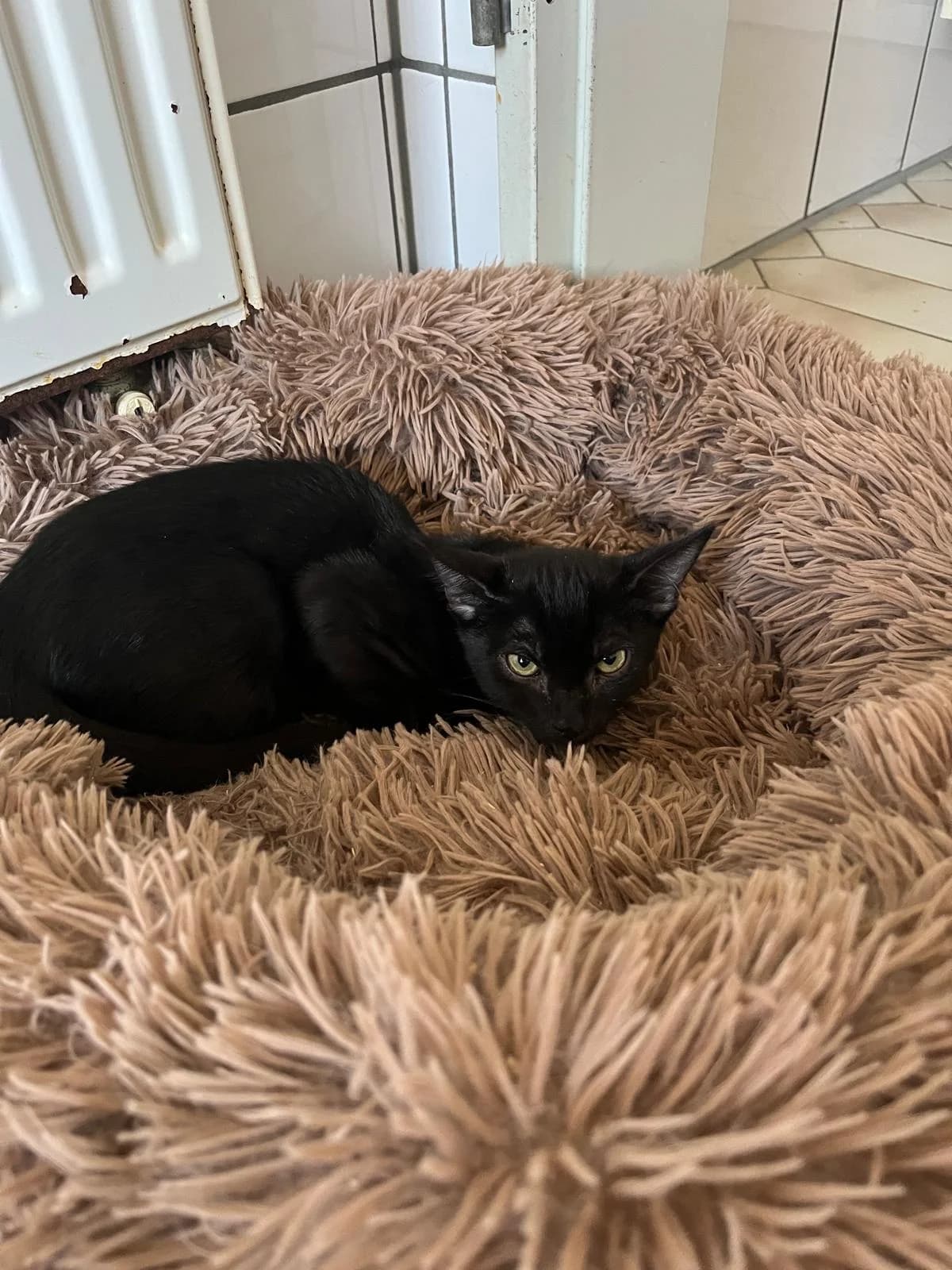 Hobbit, male European Shorthair for adoption at Tierheim Geldern, Geldern