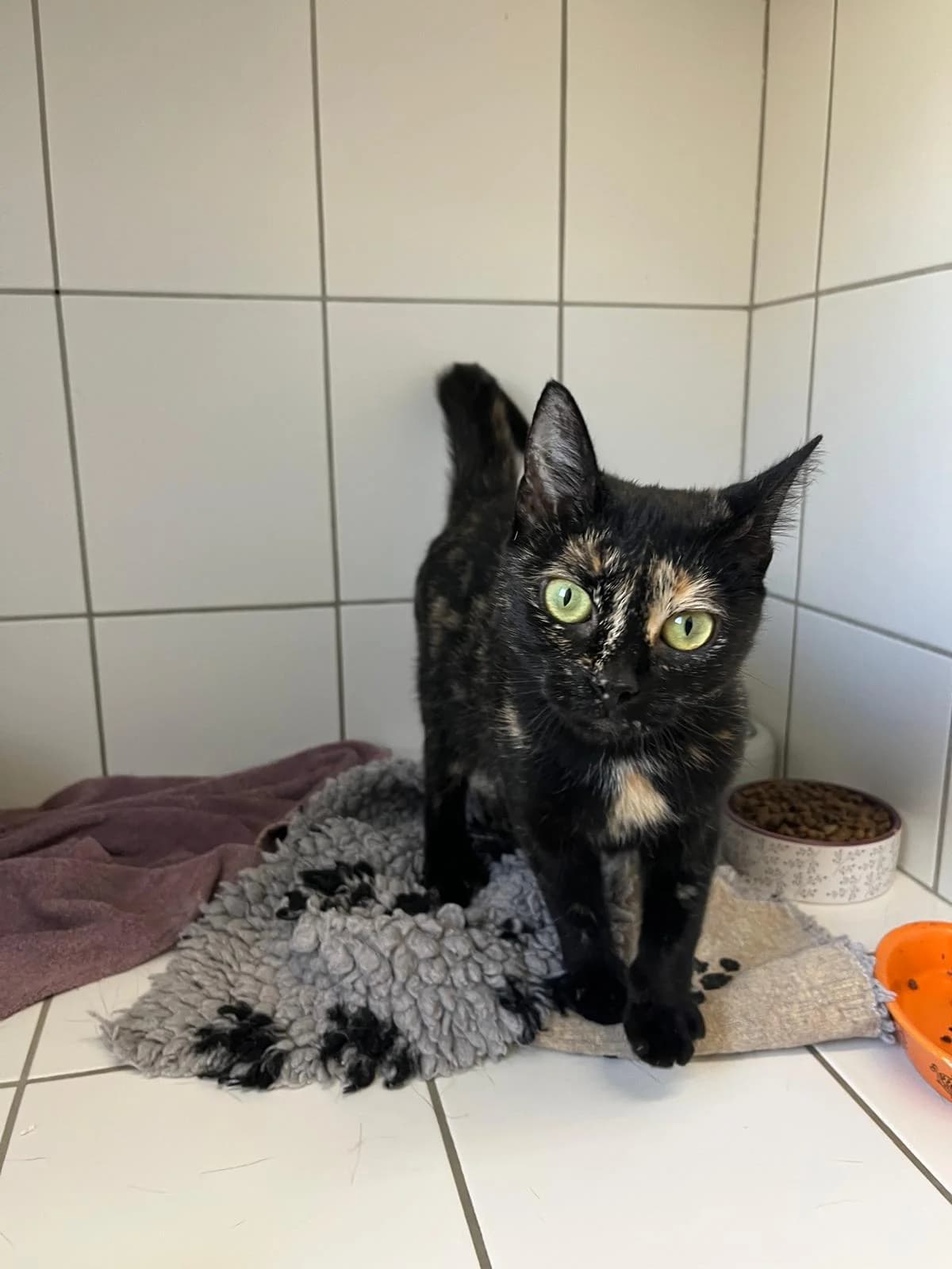 Anita, female European Shorthair for adoption at Tierheim Geldern, Geldern