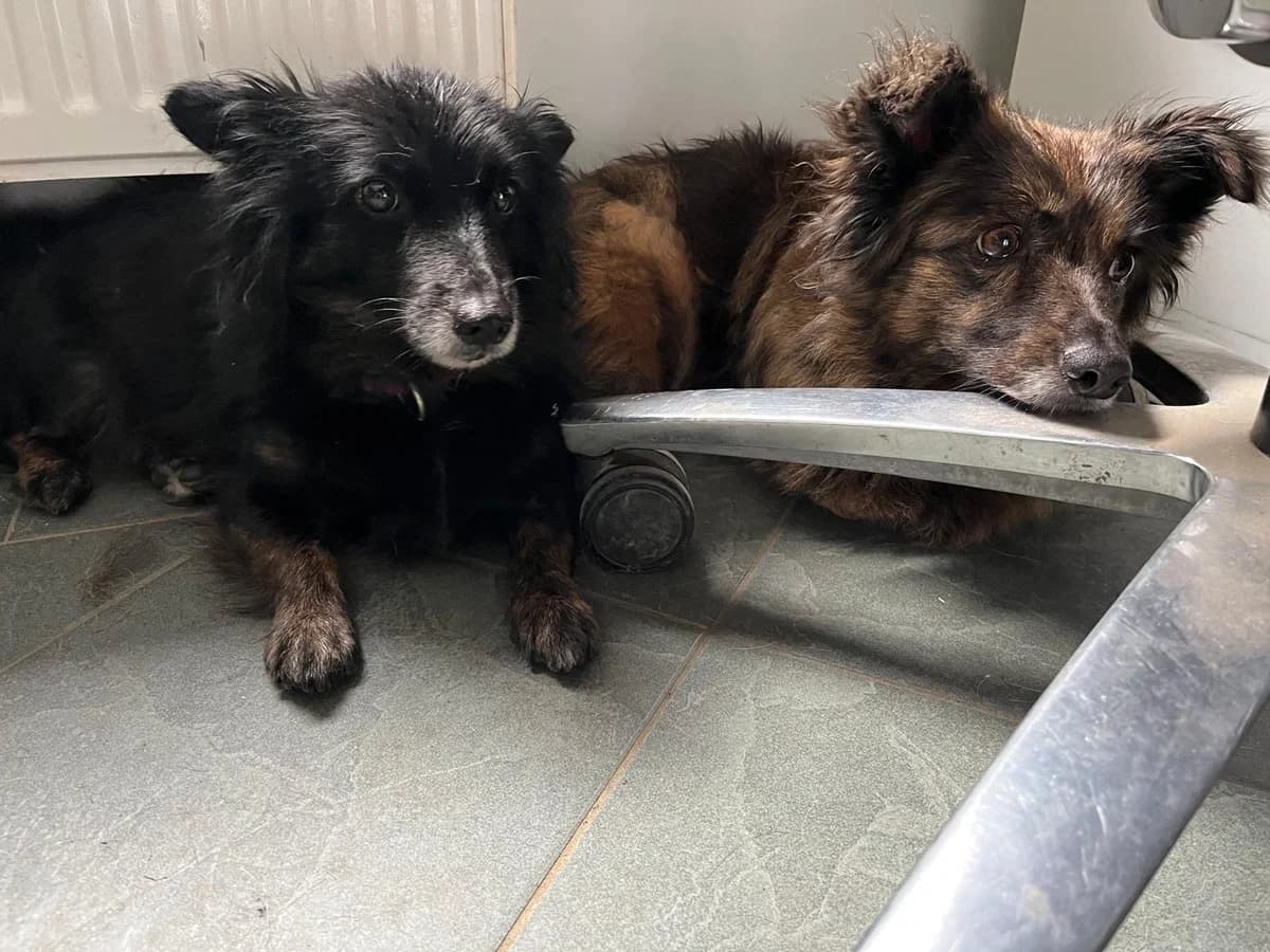 Blanka & Blacky, female Mixed Breed for adoption at Tierheim Geldern, Geldern
