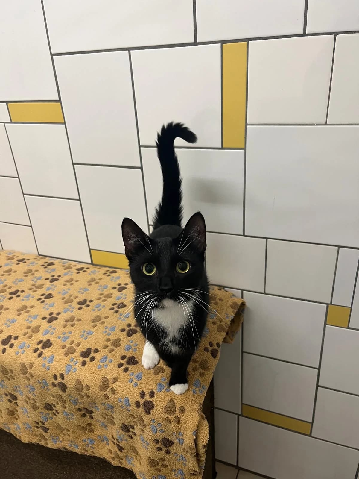 Bimba, female European Shorthair for adoption at Tierheim Geldern, Geldern