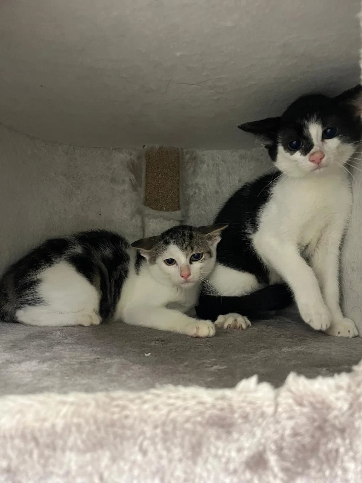 Chimichurri (s/w) & Wasabi, male European Shorthair for adoption at Tierheim Geldern, Geldern
