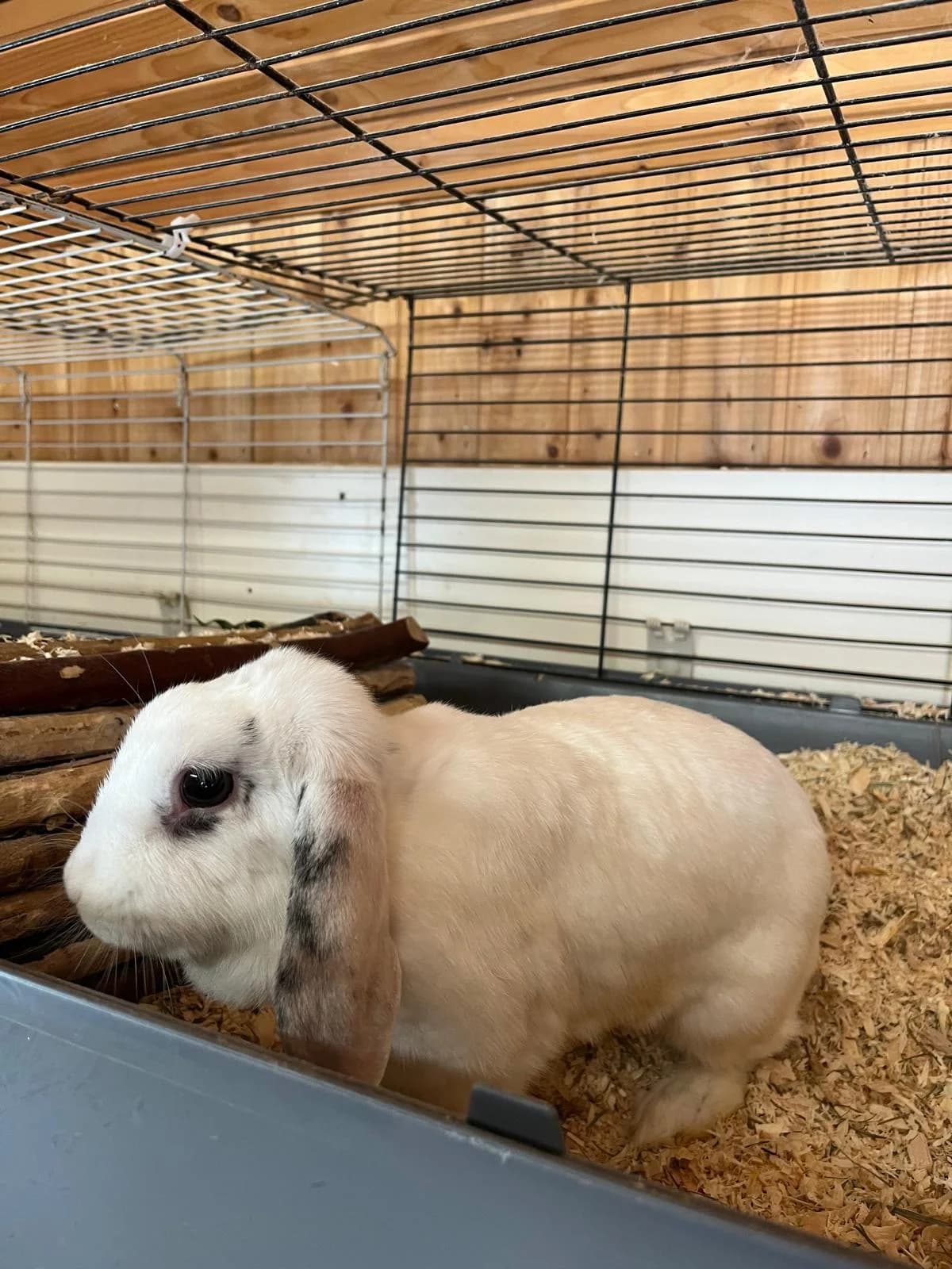 White, female mixed breed for adoption at Tierheim Geldern, Geldern
