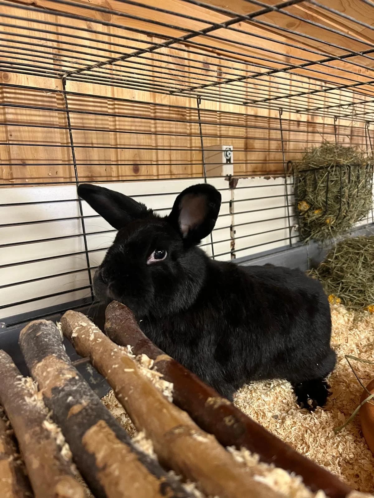 Black, male mixed breed for adoption at Tierheim Geldern, Geldern