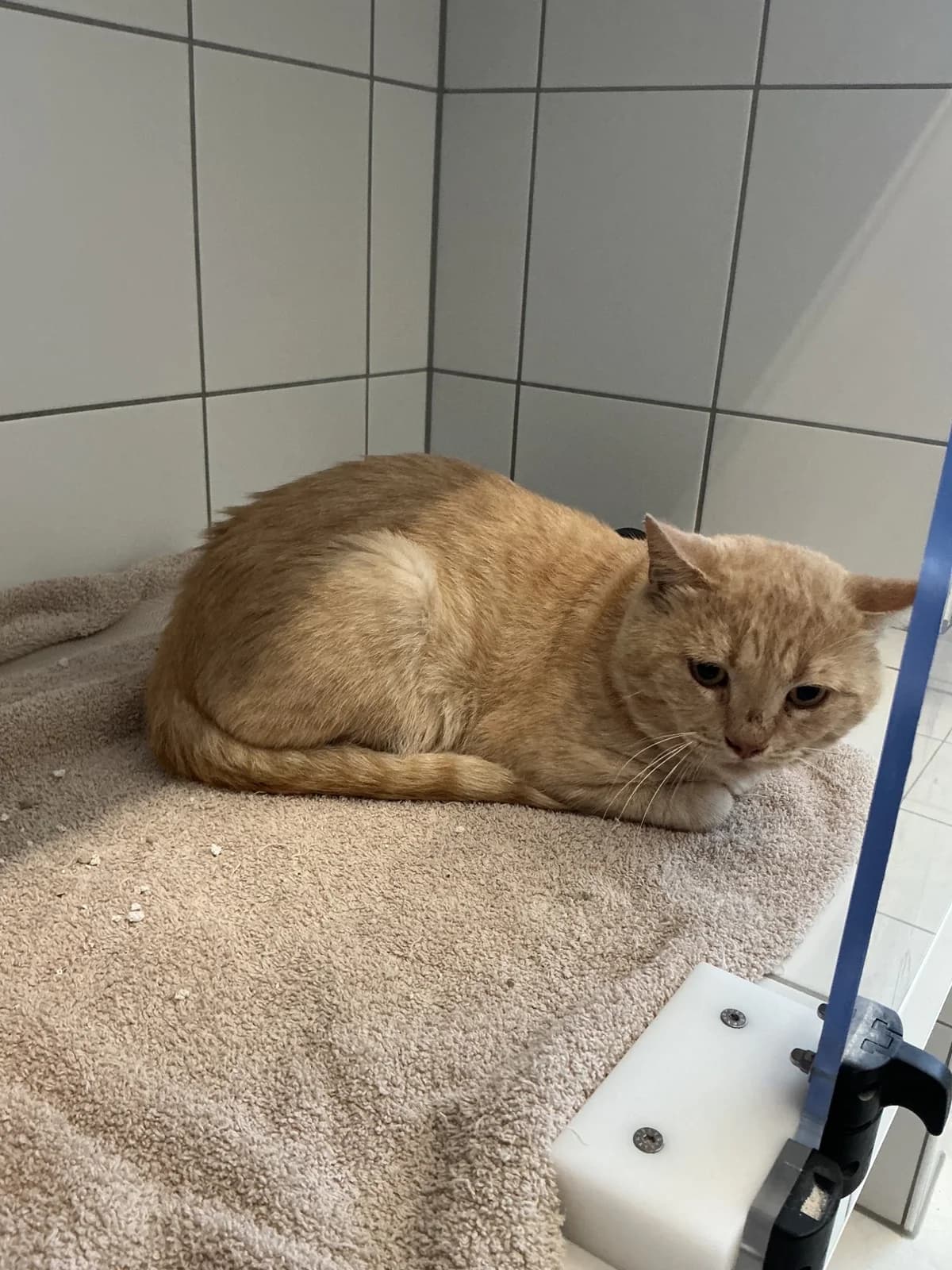 Watson, male British Shorthair for adoption at Tierheim Geldern, Geldern