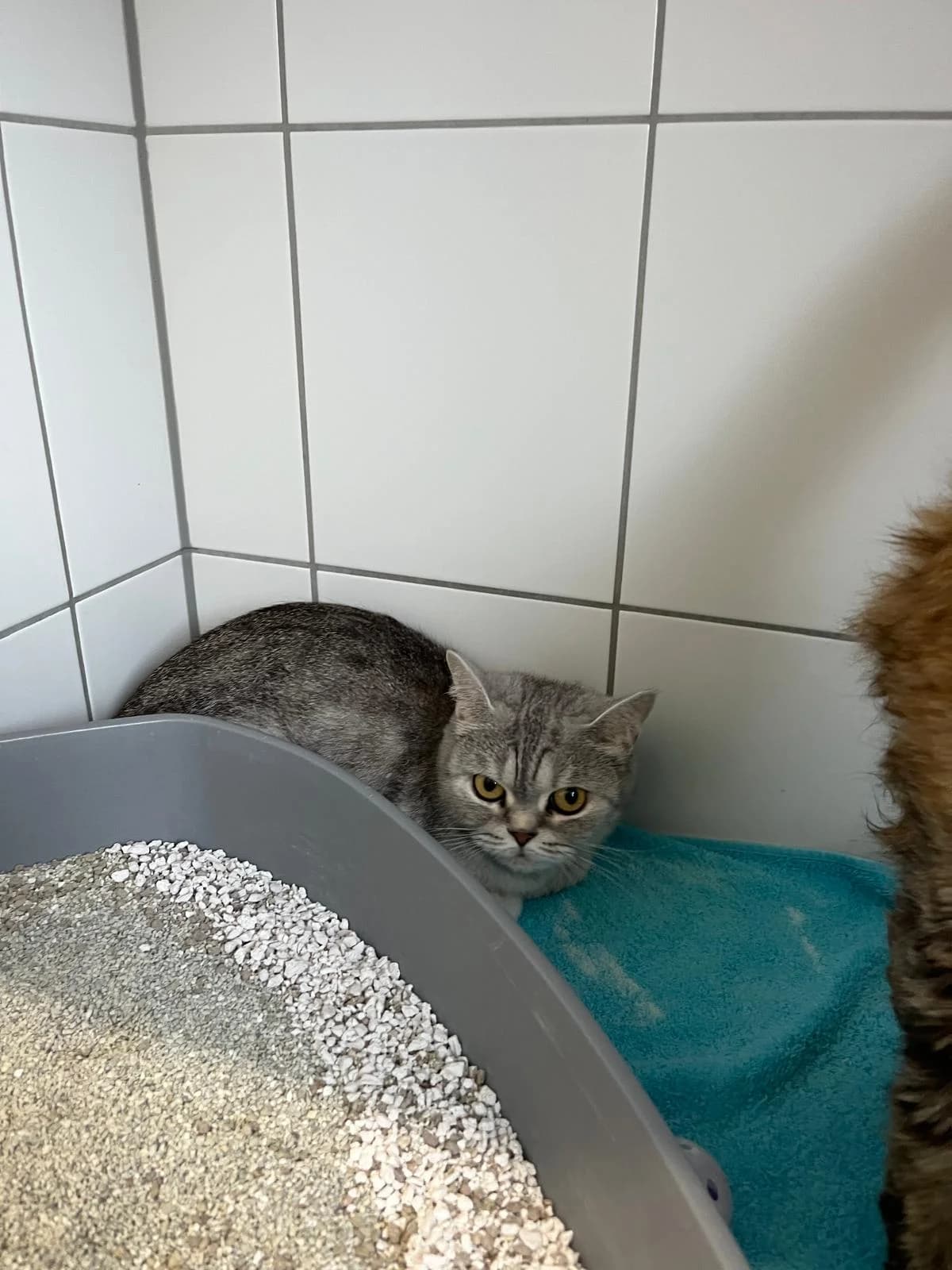 Teal, female British Shorthair for adoption at Tierheim Geldern, Geldern