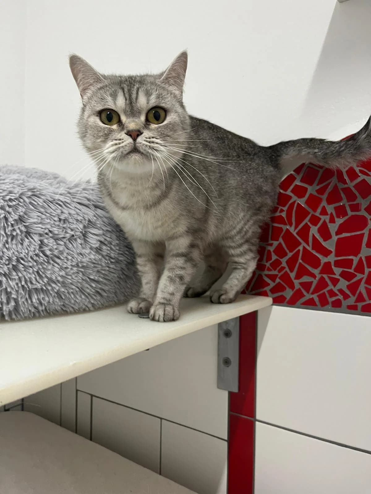 Teal, female British Shorthair for adoption at Tierheim Geldern, Geldern