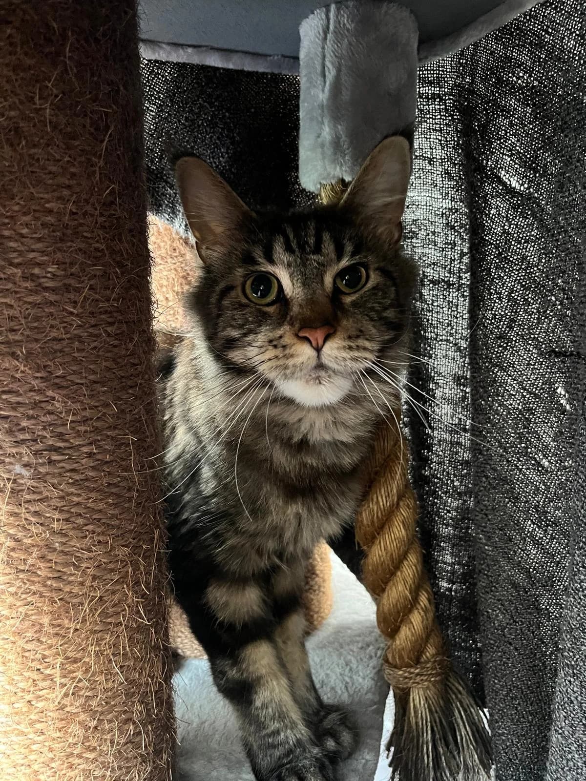 Merah, female Maine Coon for adoption at Tierheim Geldern, Geldern