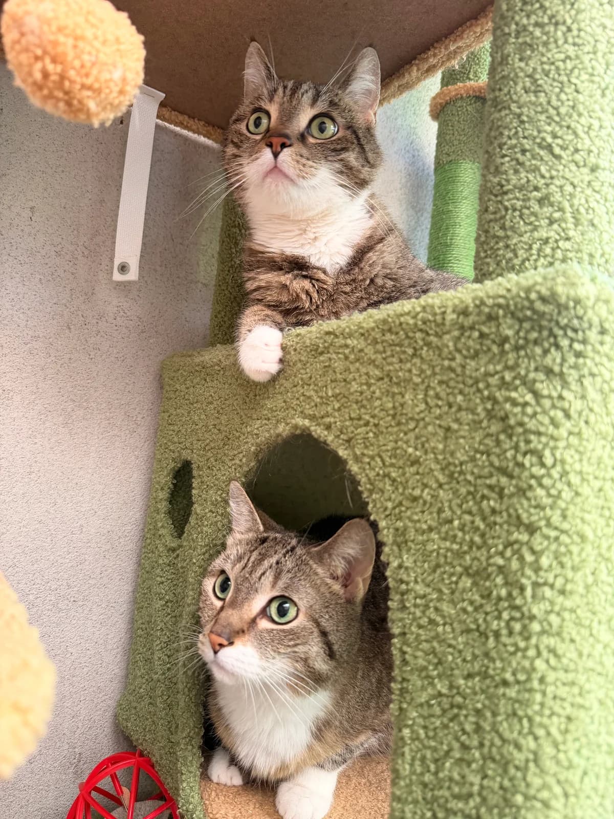 Monte & Mila (haben feste Interessenten), European Shorthair for adoption at Tierheim Geldern, Geldern