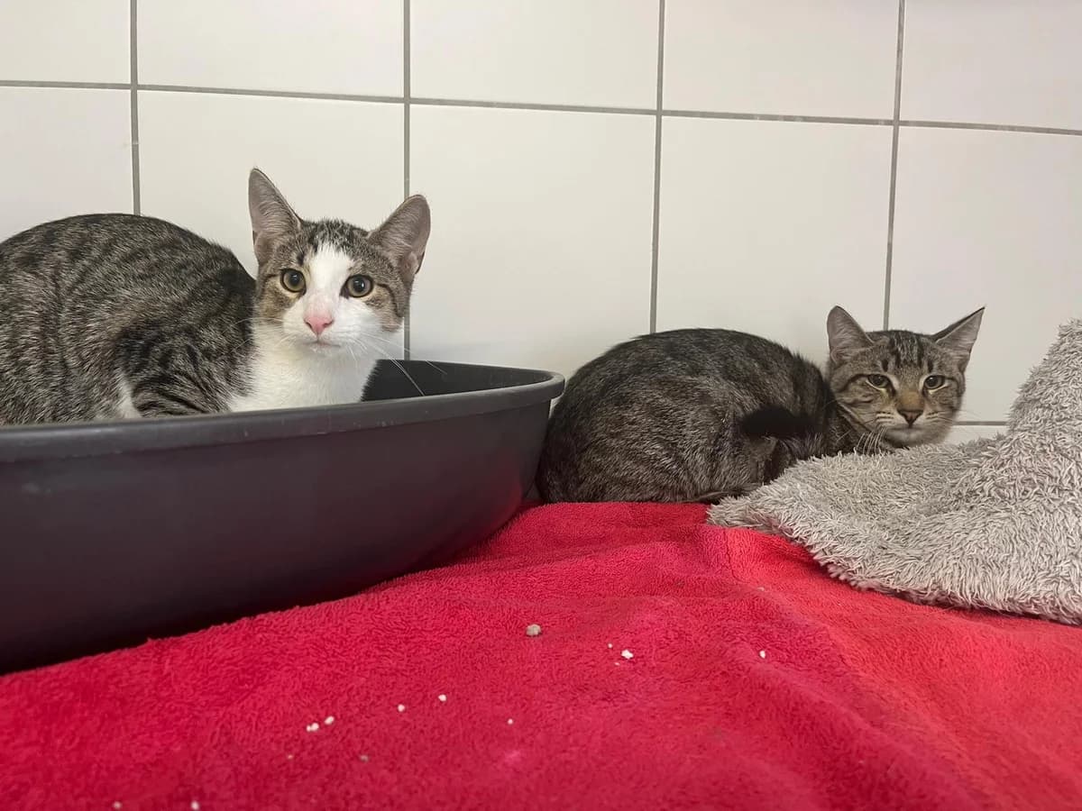 Chicago & Orlando, male European Shorthair for adoption at Tierheim Geldern, Geldern