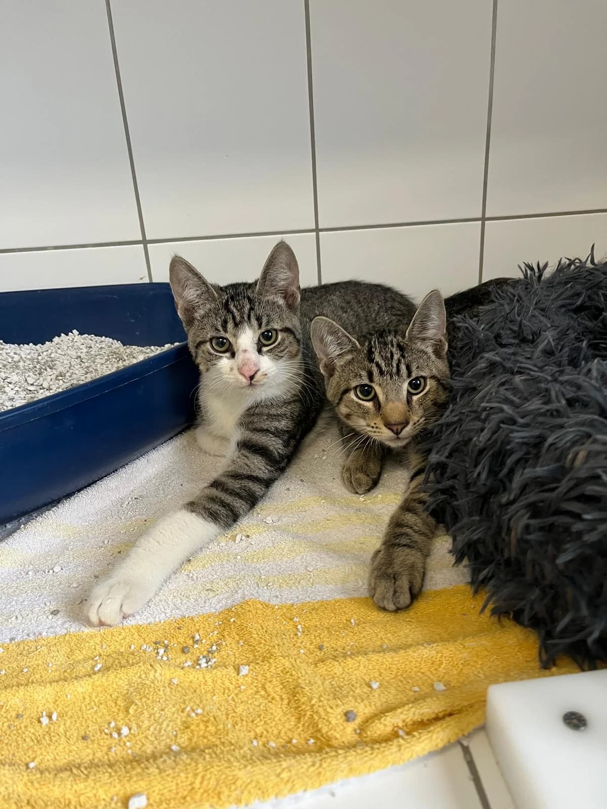 Boston & Phoenix, male European Shorthair for adoption at Tierheim Geldern, Geldern