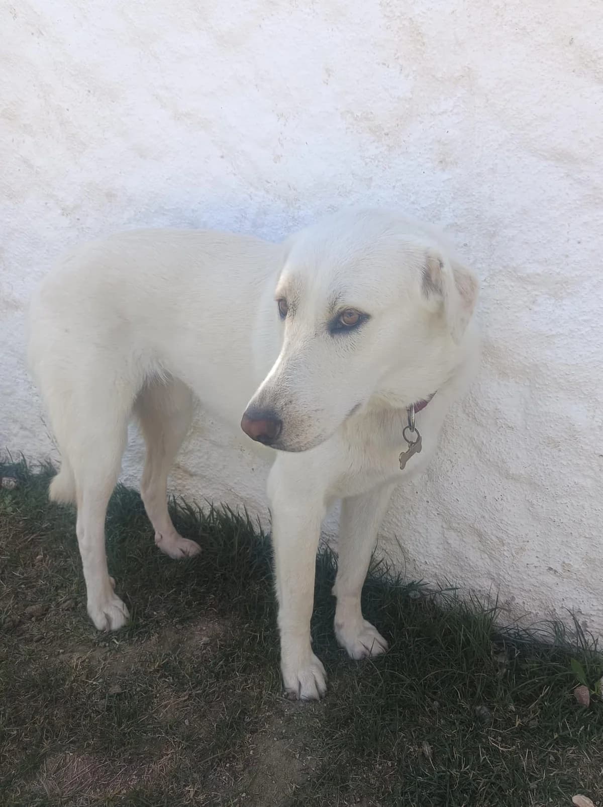 Peri, female young mixed breed for adoption at Tierheim Geldern, Geldern