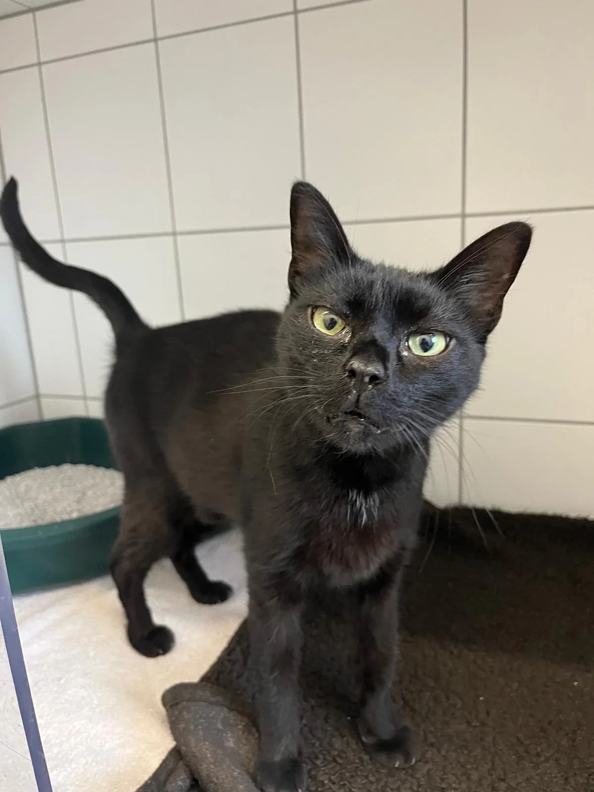 Kessy, female European Shorthair for adoption at Tierheim Geldern, Geldern