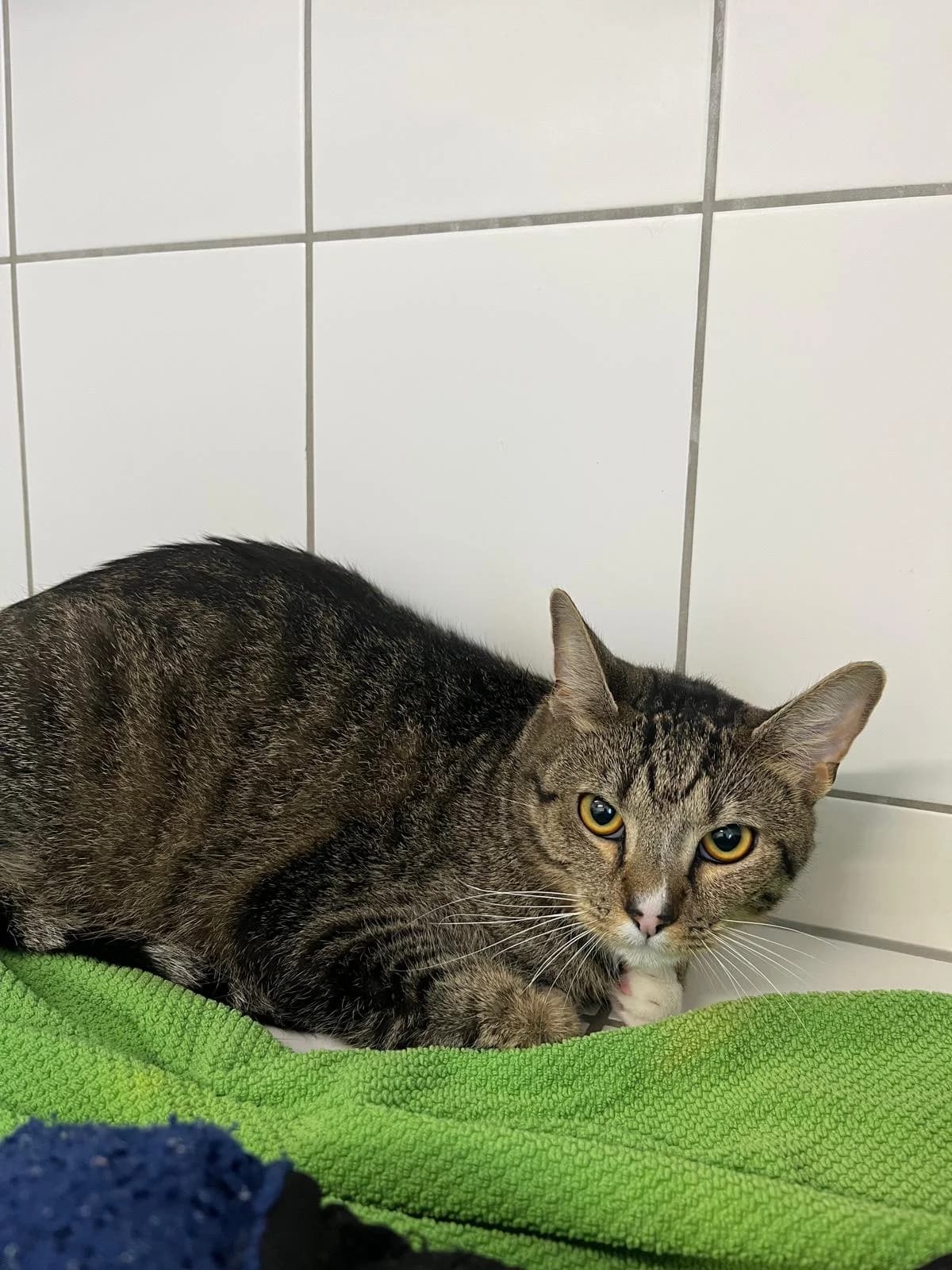 Cooper, male European Shorthair for adoption at Tierheim Geldern, Geldern