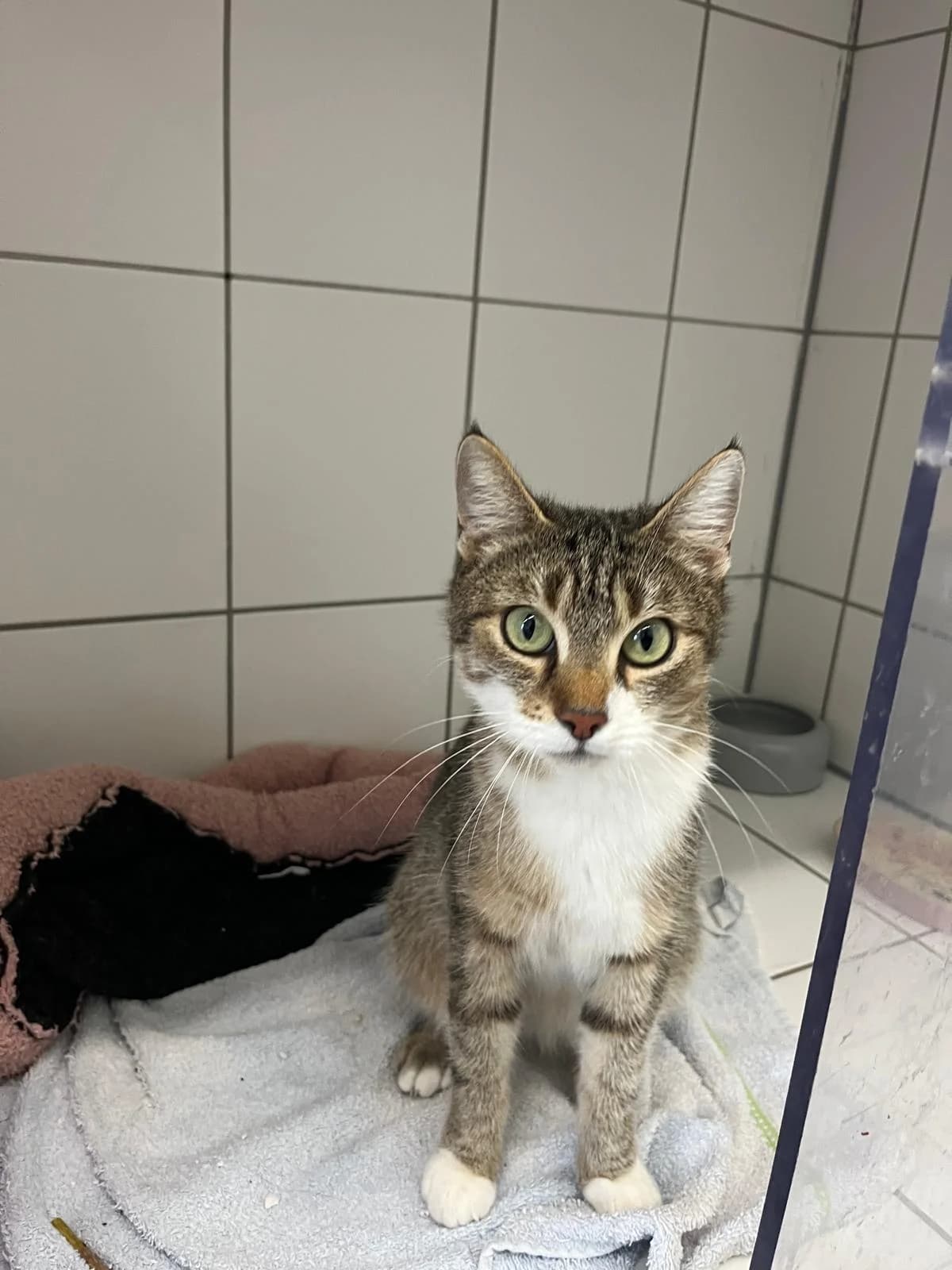 Bellamia (hat feste Interessenten), female European Shorthair for adoption at Tierheim Geldern, Geldern