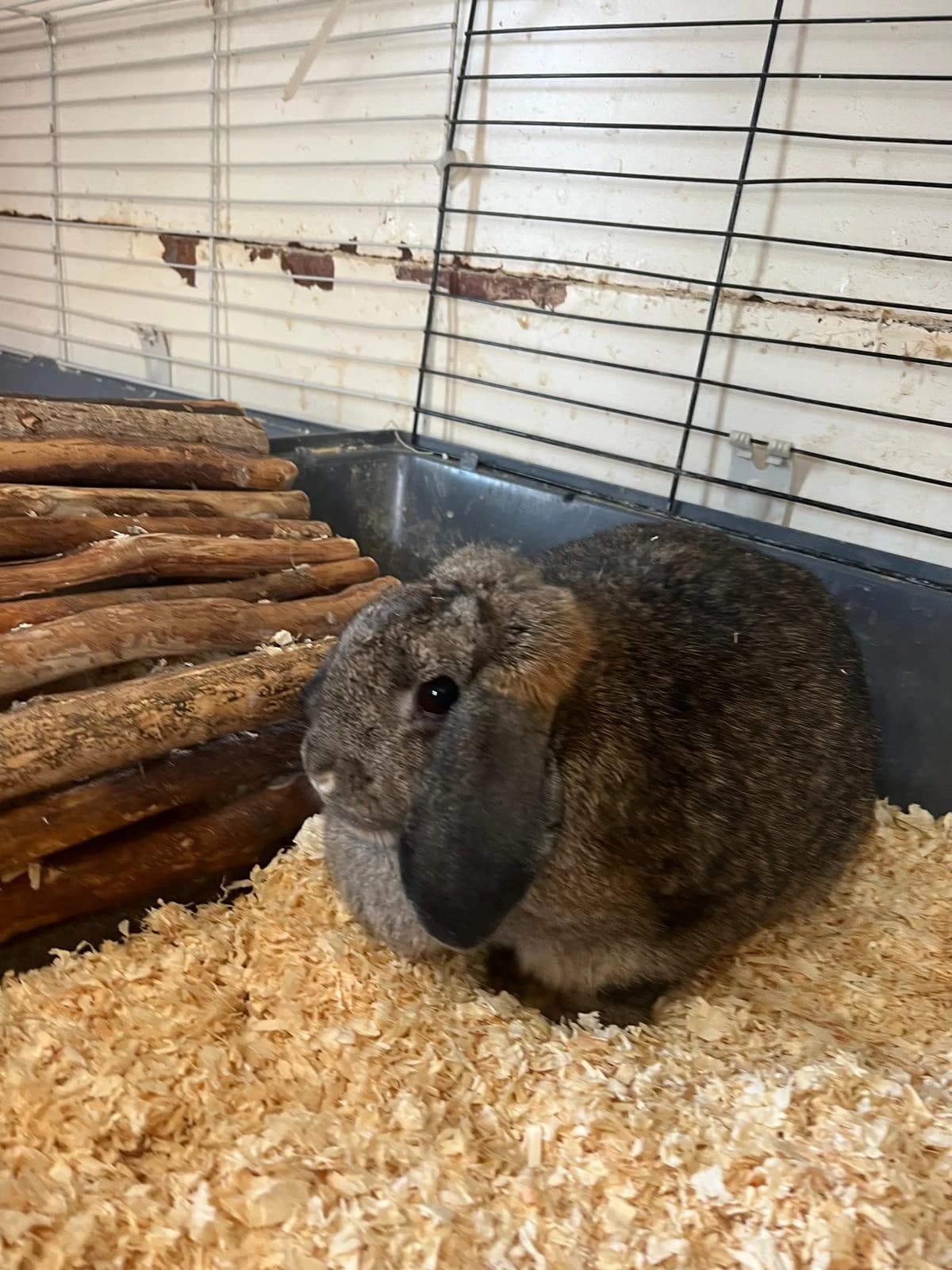 Blix, female mixed breed for adoption at Tierheim Geldern, Geldern