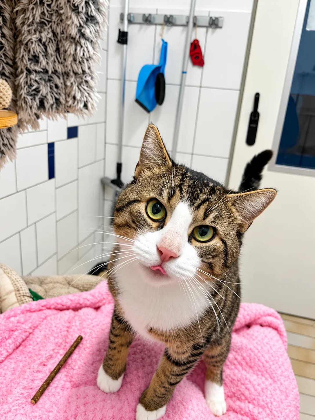 Bruce, male European Shorthair for adoption at Tierheim Geldern, Geldern