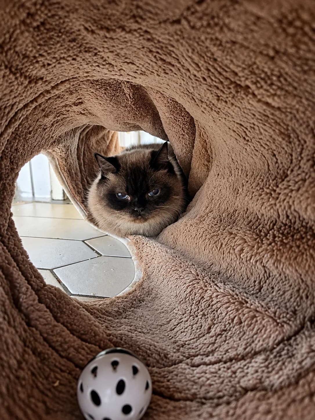 Badia, female Birman for adoption at Tierheim Geldern, Geldern