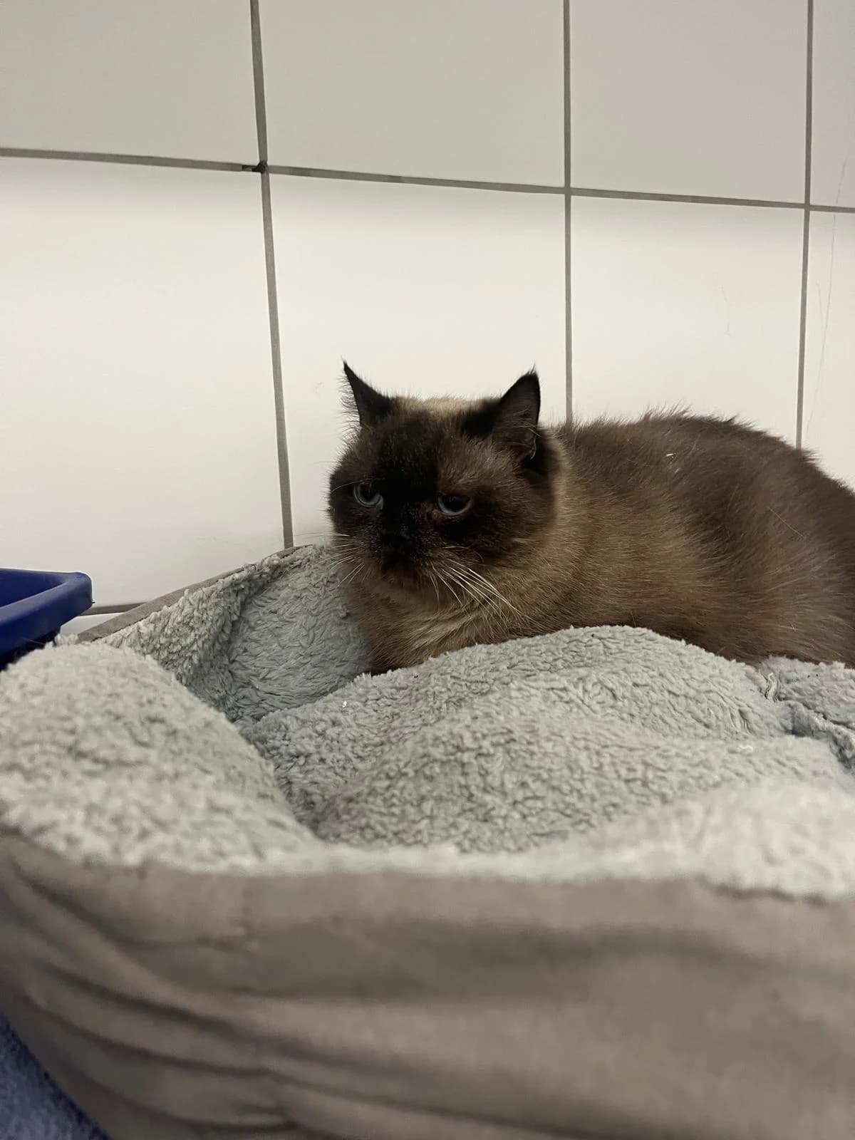 Badia, female Birman for adoption at Tierheim Geldern, Geldern