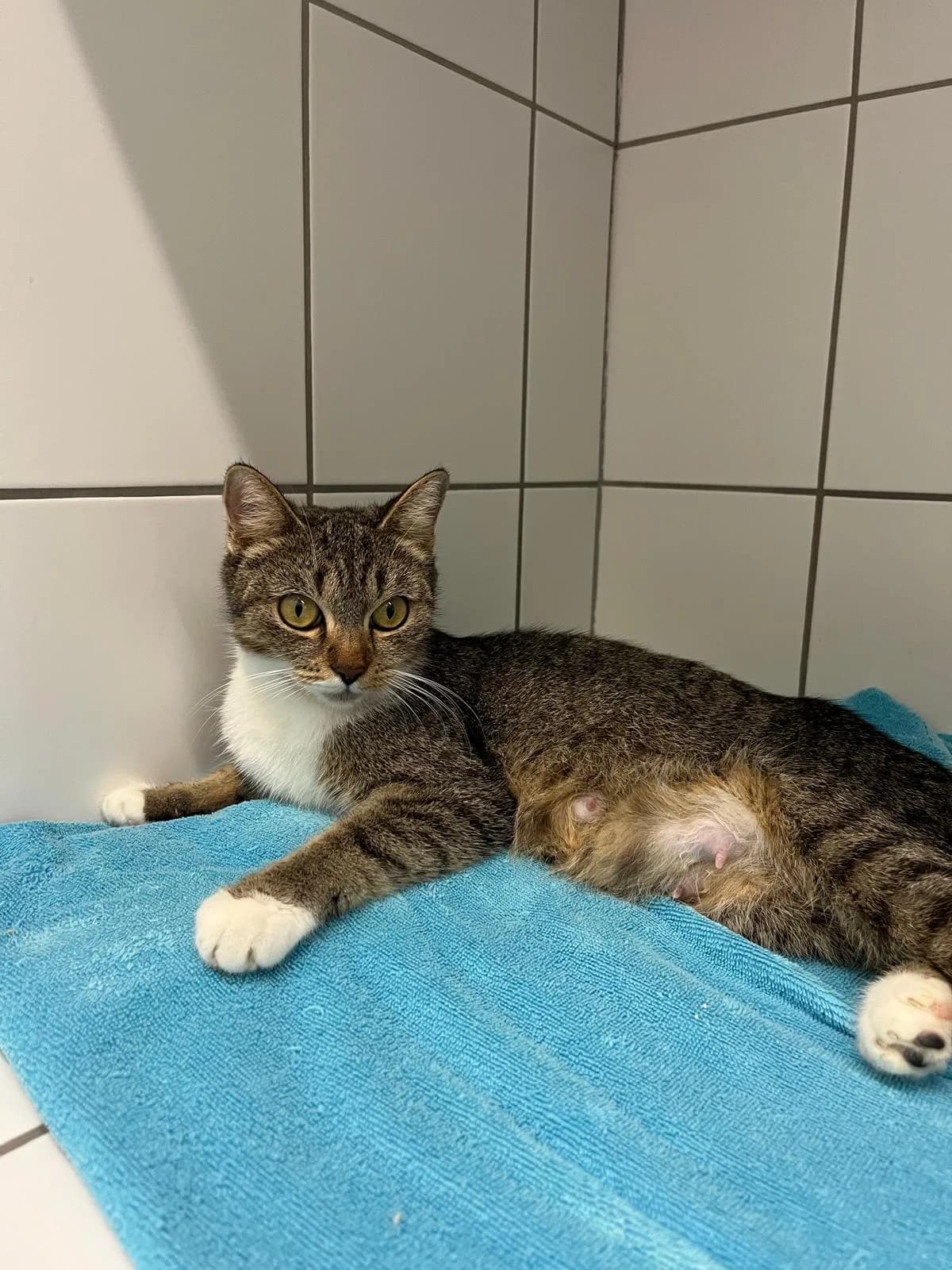 Amica, female puppy European Shorthair for adoption at Tierheim Geldern, Geldern