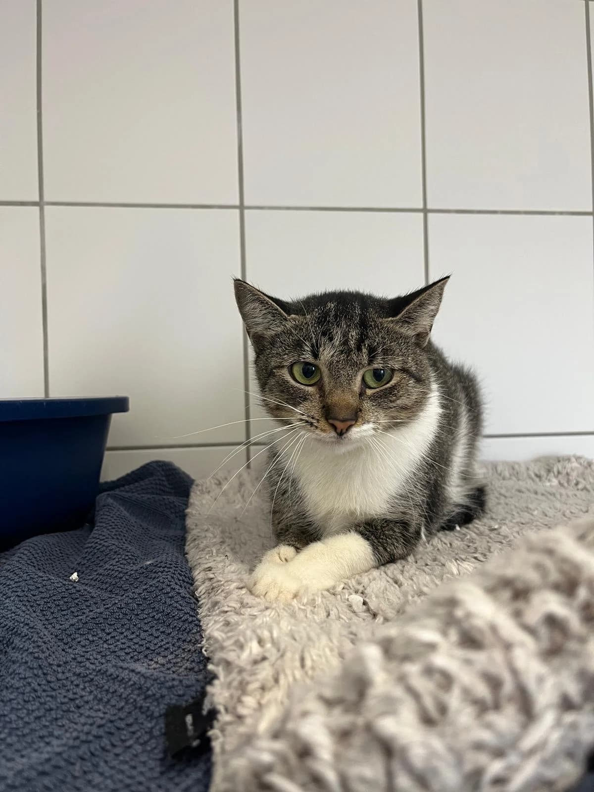 Nova, female puppy European Shorthair for adoption at Tierheim Geldern, Geldern
