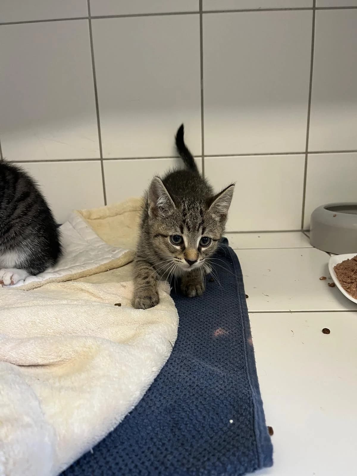 Merkura (vorgemerkt), female European Shorthair for adoption at Tierheim Geldern, Geldern