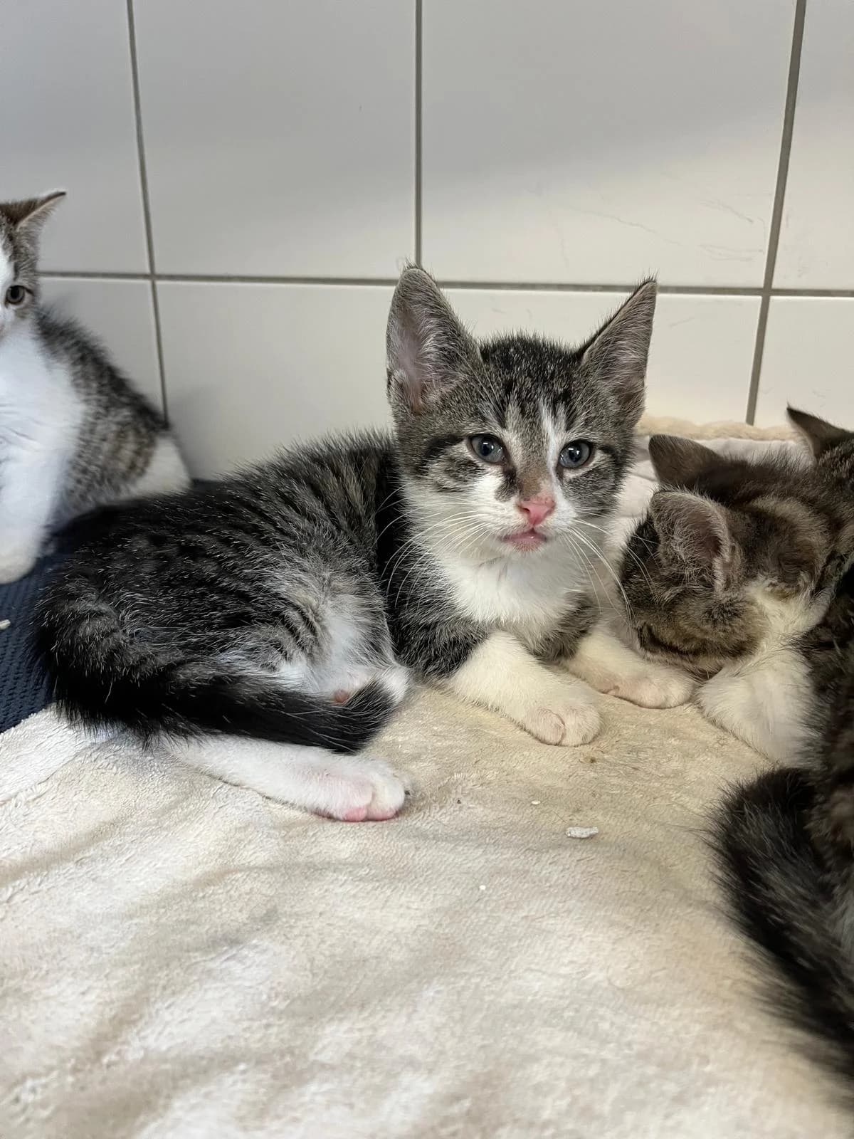 Mars, male European Shorthair for adoption at Tierheim Geldern, Geldern