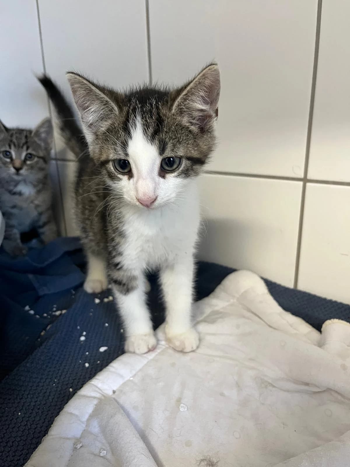 Saturn, male European Shorthair for adoption at Tierheim Geldern, Geldern