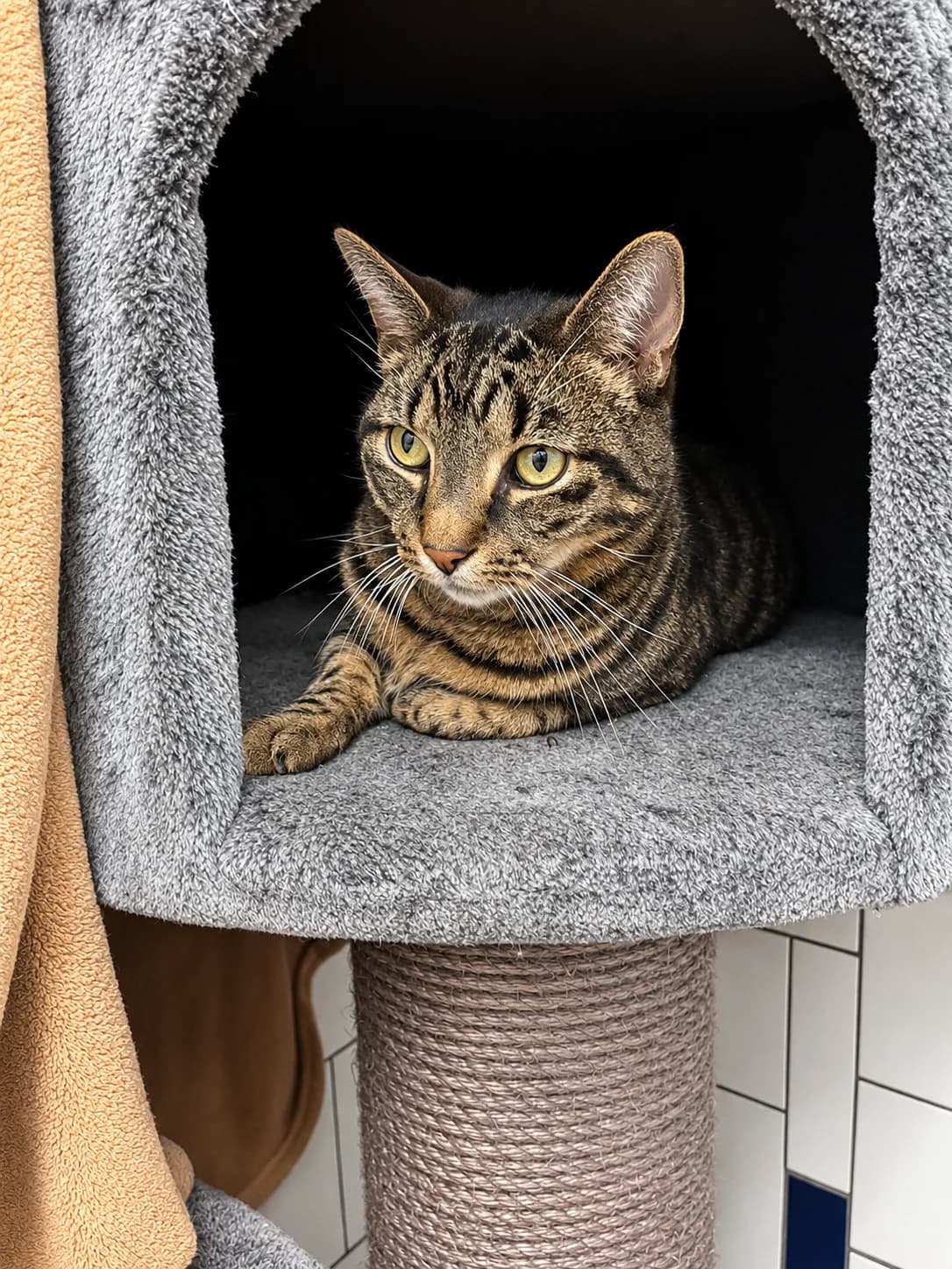 Balou, male European Shorthair for adoption at Tierheim Geldern, Geldern