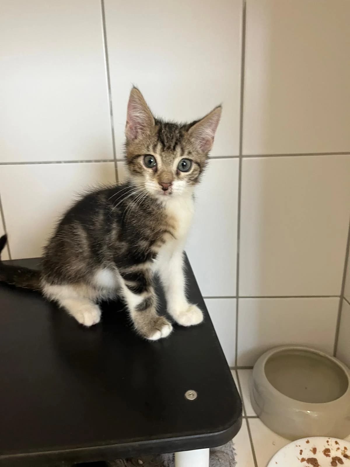 Bela, male European Shorthair for adoption at Tierheim Geldern, Geldern