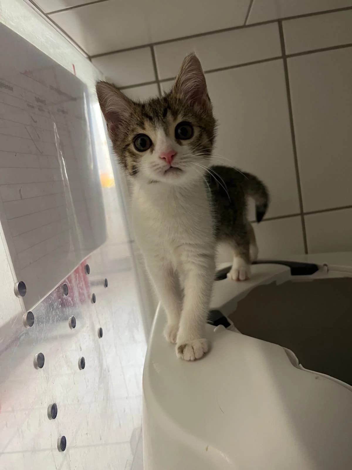 Aria, female European Shorthair for adoption at Tierheim Geldern, Geldern