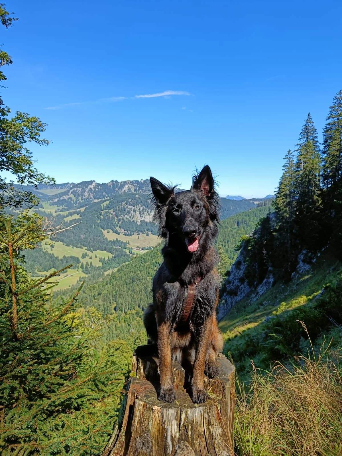 Atze, male German Shepherd for adoption at Tierheim Geldern, Geldern