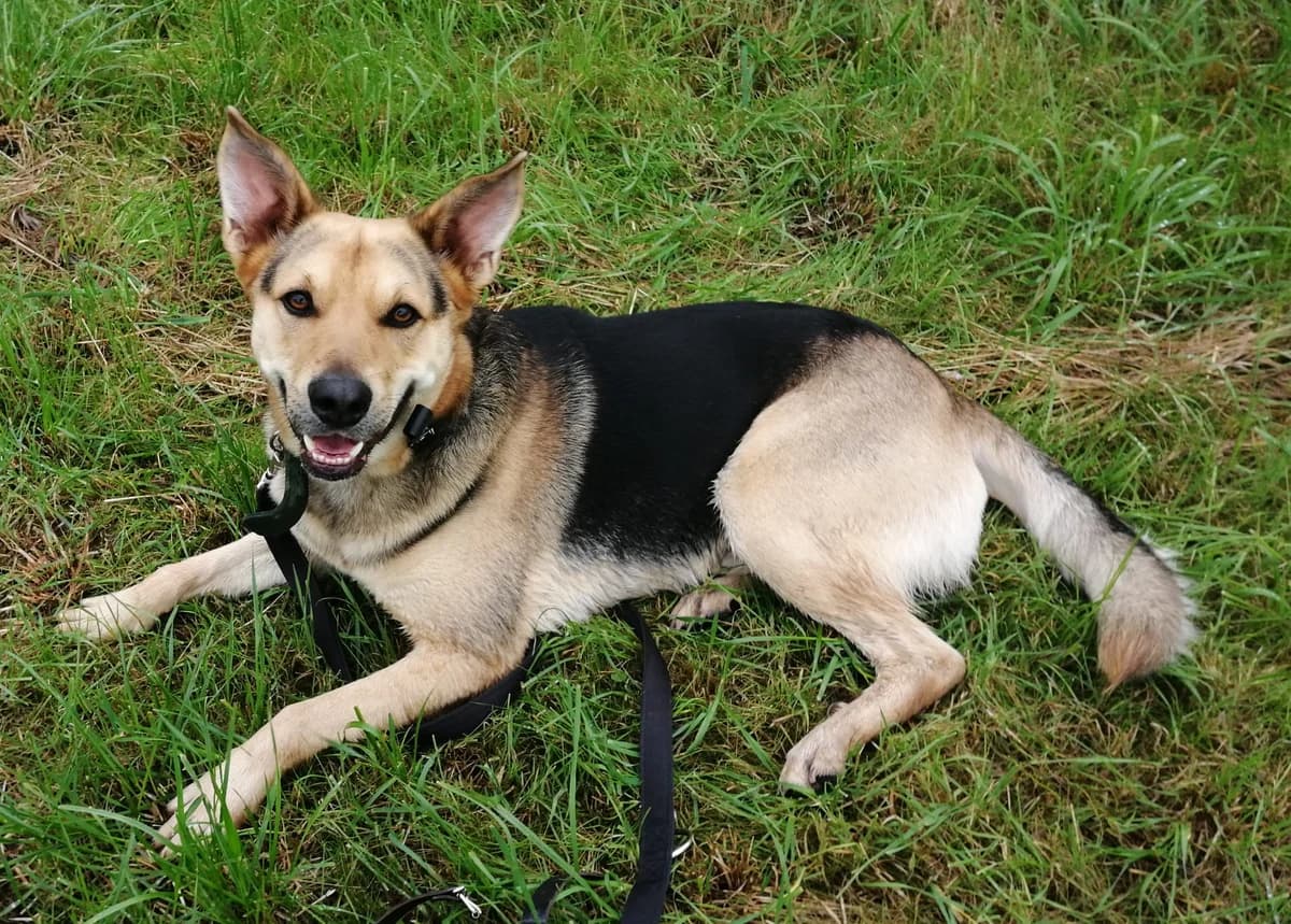 Dobby, male 3yo Mixed Breed for adoption at Tierheim Geldern, Geldern