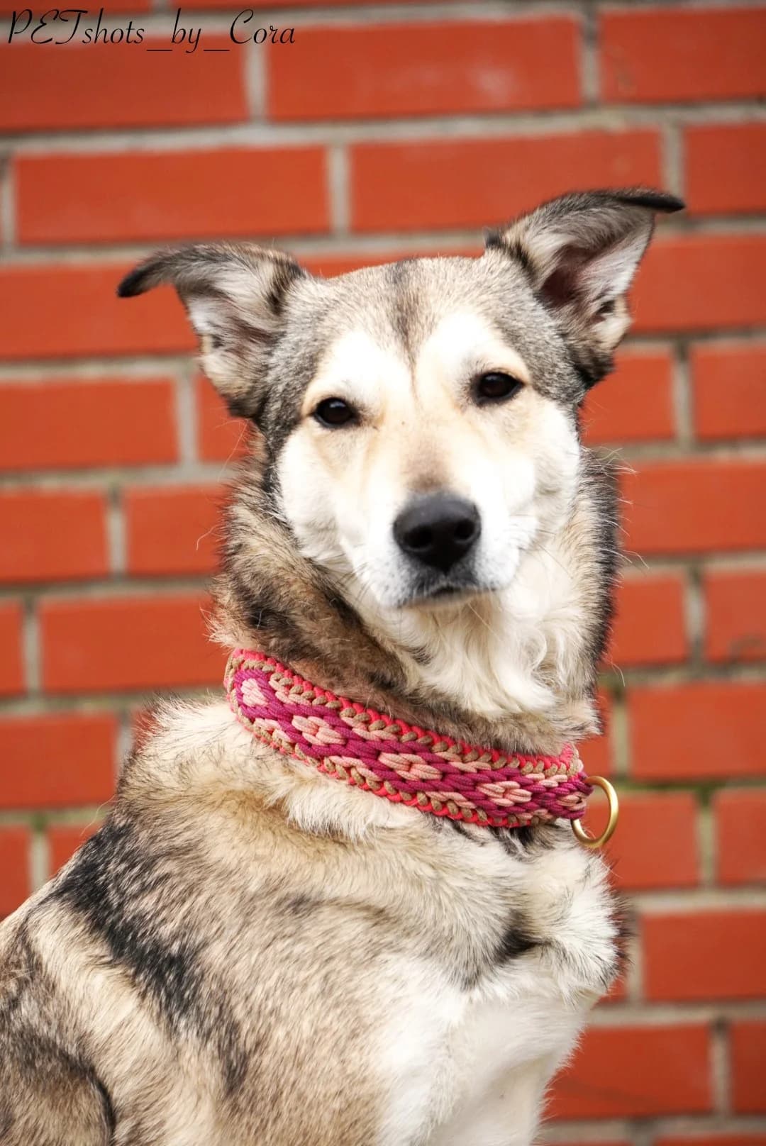 Skyla, female Mixed Breed for adoption at Tierheim Geldern, Geldern